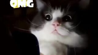 Vidéo drôle de chat mignon !