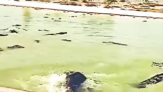Alligator grip