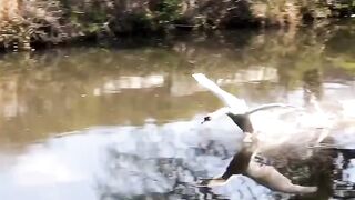 Duck move