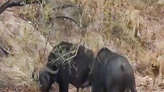 Lion wildness