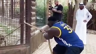 Lion force testing with humans