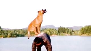 Dogs That Fly /Летающая собака