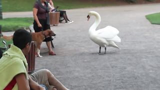 Dog vs Swan/Cобака и Лебедь