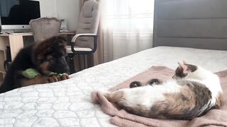 Щенок овчарки и кошка с котятами