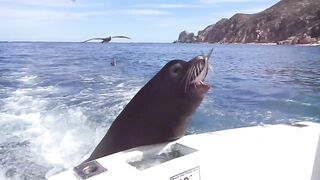Feeding the sea lions/Кормление морских львов