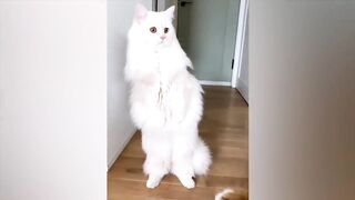 Самые смешные животные / Приколы с котами и собаками 2022
