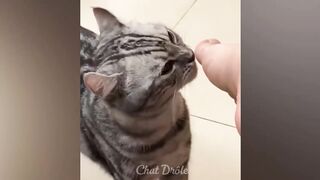 Смешные видео с кошками 2