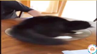 Самые смешные животные. 9 минут хорошего настроения / The funniest animals. 9 minutes of good mood