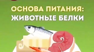 Основа питания