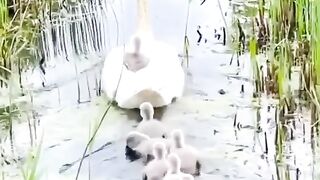 Лебединое семейство.