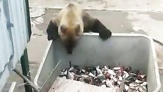 Чья рыба?