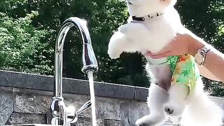 76Cute Dog - #76