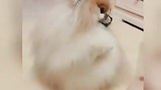 77Cute Dog - #77
