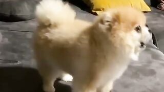78Cute Dog - #78