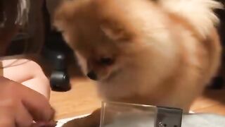 79Cute Dog - #79