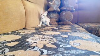 Random cat