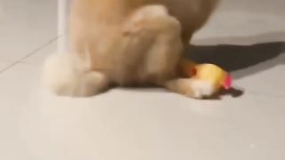 Funny  chien  video blag