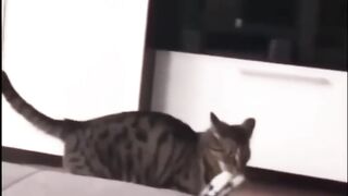 Try not to laugh???? Funny animals????‖ #shorts ‖ Fun Store