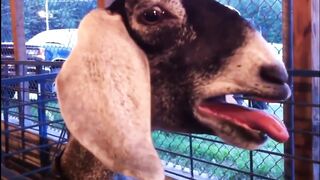 Top goat cries