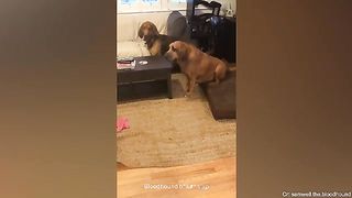 When your dog is actually a comedian