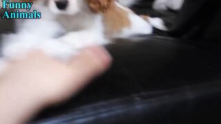 Cute dog video