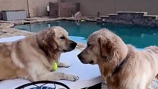 Funny pets