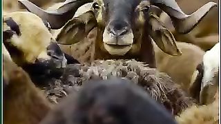 Tiger Hunted Goat South Movie Scane