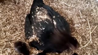 New baby chicks