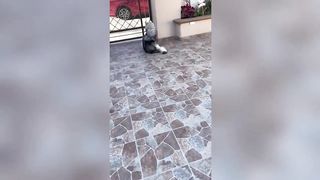 Best Funny Animals Videos 2023 ????Funniest Dogs And Cats Videos????????