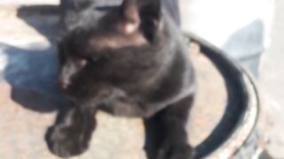 Blacky. Take. SunBath