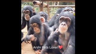 Monkey ???? Action video by ArshiPetsLover