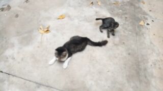 Lovely Fight