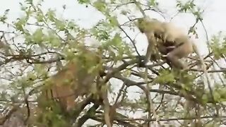 A baby monkey manages to outsmart a tiger