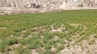 How to grow gram crop