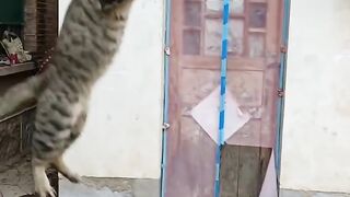 Cat enjoy Peing...