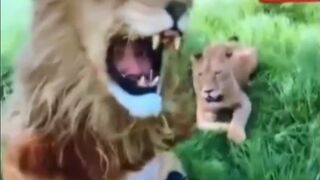 Selfie with a lion