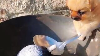 Funny Dog video