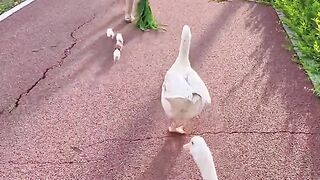 Funny Birds video