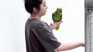 Lovely Parrots