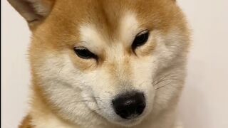 Aww New Funny animals - Funny cats / dogs - Funny videos ???? - ???? ???? 2022-23