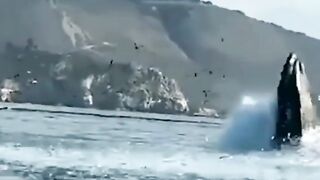 Crazy Encounter with a Whale