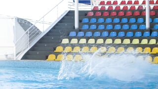Do dolphins have incredible sonar abilities