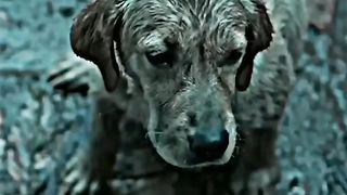 777 Charlie ???????? | Kuchh Toh Bata Zindagi Status | Dog Lover ????????✨ | Heart touching WhatsApp Status