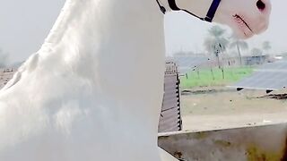 Horse dance