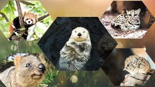 Funny cuts wild animals ♡Cut pets