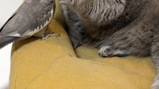 Love Fight
