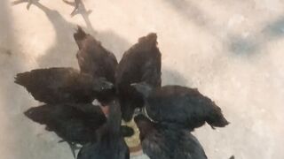 Ayam Cimani hen