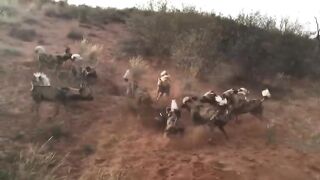 Most Deadliest Wild Dogs Attacks