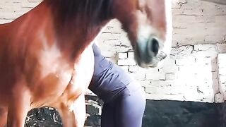 TRY FOR RIDING HORSE