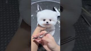 Mini Pomeranian Dog -